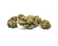 Kwiaty-konopi-CBD-SUPER-SILVER-HAZE sativa.jpg