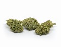 CBD-Kwiaty-Konopi-TROPICANA sativa 2.jpg